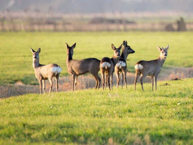 Mehrere Rehe stehen auf einem Feld.